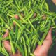 فواید و خواص عصاره گیاه گوار در شامپو